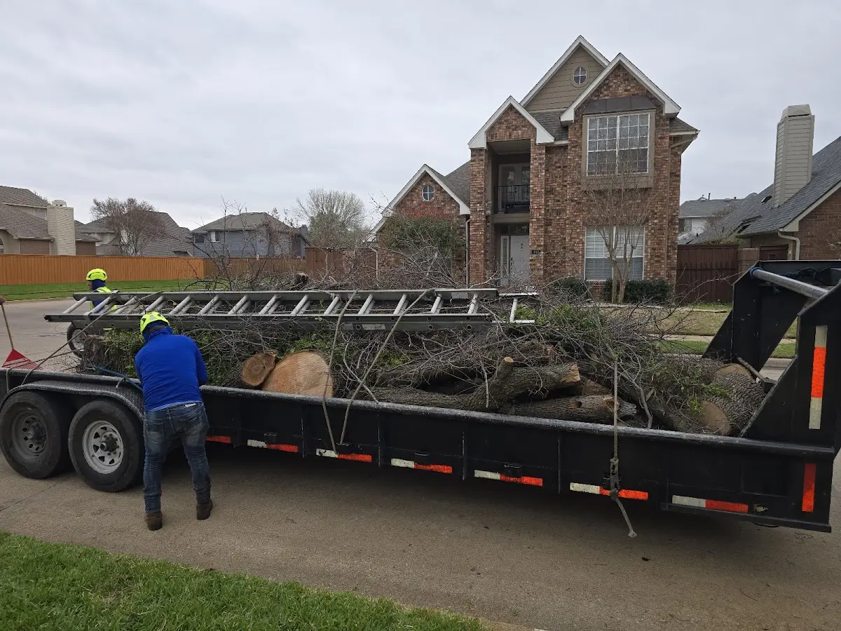 Expert Tree Removal with proper safety equipment in Natalia